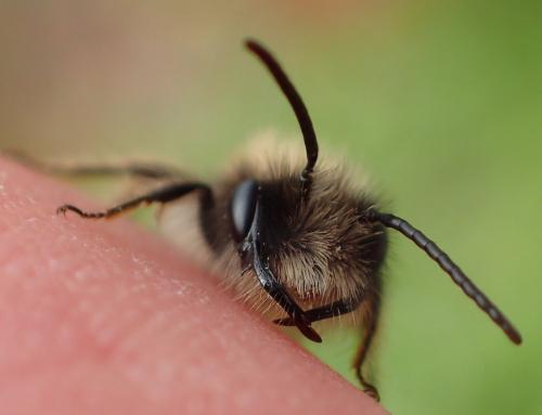 Réf. 276 225 : Andrena sp.
